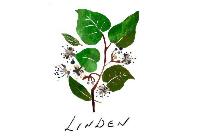 linden_2