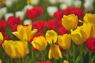 植えっぱなしok 毎年花を咲かせてくれる春咲きの球根の選び方 株式会社オークヴィルホームズ
