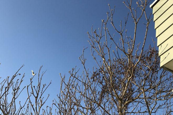 今年もお世話になりました。