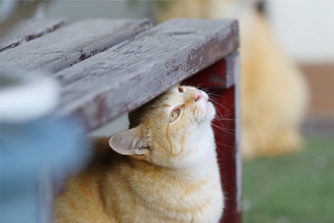 猫のマーキングでイライラしない　適材適所で素材を選んで快適に暮らす