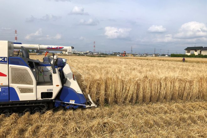 つるりん邸、田植えの次は麦刈りです。